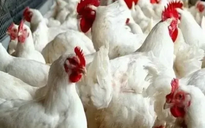 توقعات ارتفاع أسعار الدواجن بنسبة قد تصل إلى 100 جنيه في رمضان